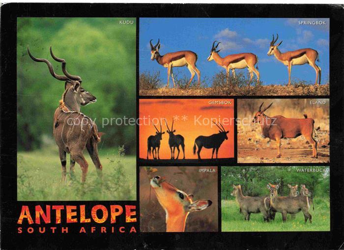 Africa Afrique Afrika Volksleben Typen Antelope Impala Eland Springbok Gemsbok