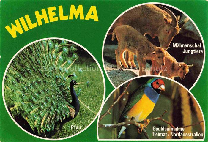 Zoo Gardin Zoologique-- Wilhelma Stuttgart Bad Cannstatt Pfau Maehnenschaf Jungt