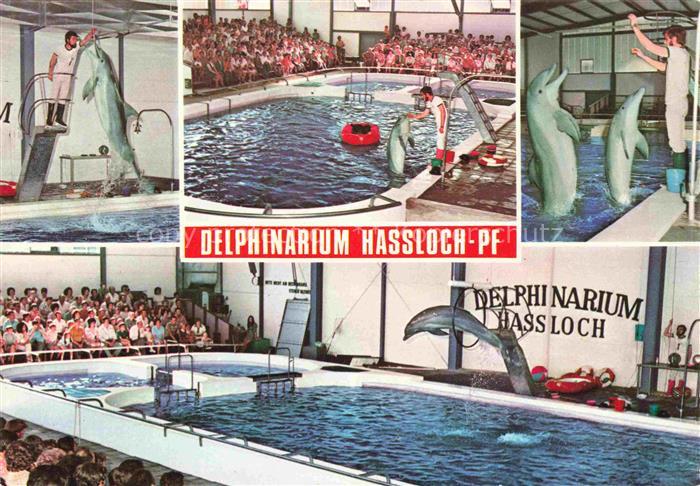 Delphine Dolphins Dauphins Delfines Hassloch Pfalz Holiday Park