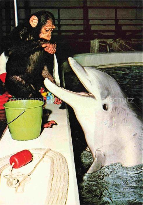 Delphine Dolphins Dauphins Delfines Holiday Park Hassloch Pfalz Affe