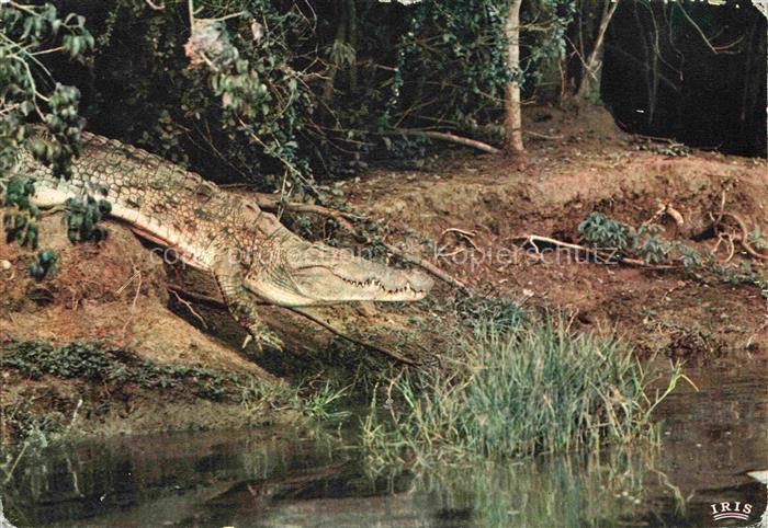 Krokodile Faune Africaine