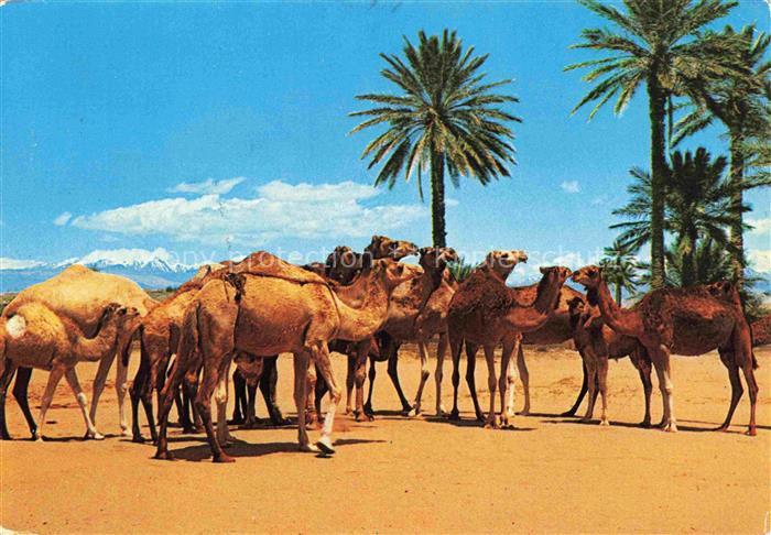 Kamele  Camel Chameau-- Maroc Typique Karawane
