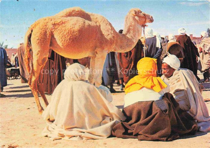 Kamele  Camel Chameau-- Tunesischer Sueden Markt