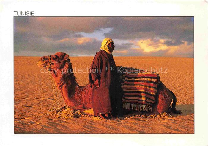 Kamele  Camel Chameau-- Tunesien Einsamer Kamelhirt