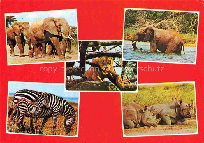 TIERE Animals Animaux Animales Animali-- East African Game Zebra Elefanten Nasho