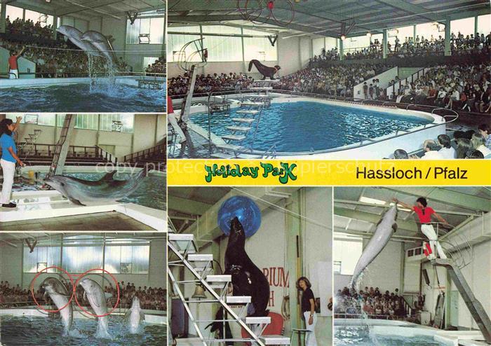 Delphine Dolphins Dauphins Delfines Holiday Park Hassloch Pfalz