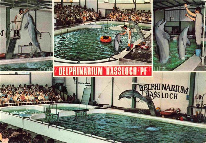 Delphine Dolphins Dauphins Delfines Holiday Park Hassloch Pfalz