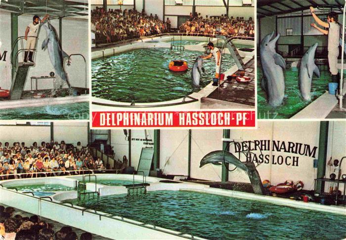 Delphine Dolphins Dauphins Delfines Hassloch Pfalz Holiday Park