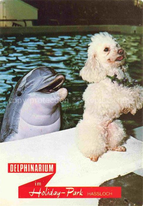 Delphine Dolphins Dauphins Delfines Hassloch Pfalz Holiday Park Pudel