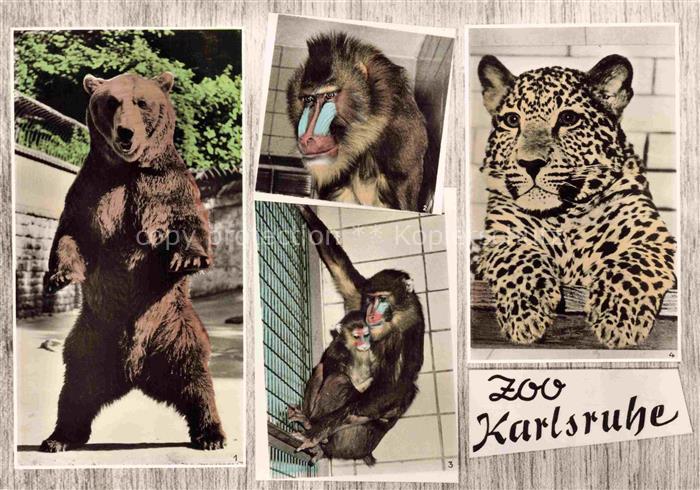 Zoo Gardin Zoologique-- Karlsruhe Baer Mandrill Leopard