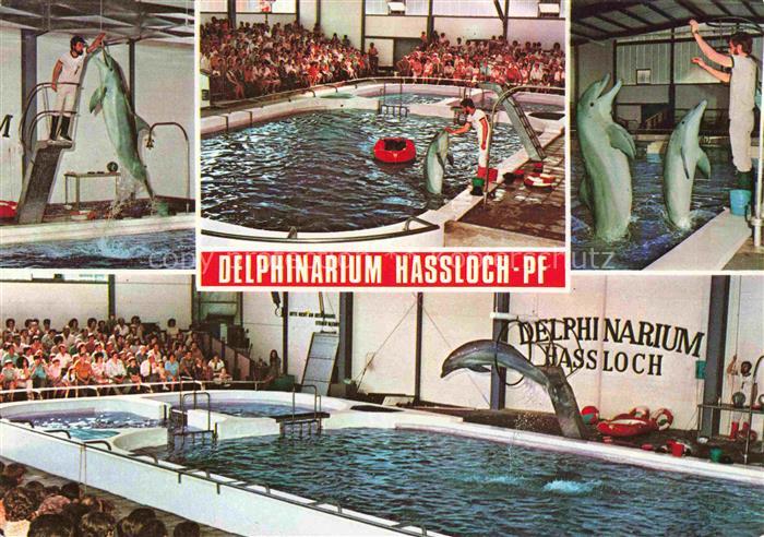 Delphine Dolphins Dauphins Delfines Hassloch Pfalz Holiday Park