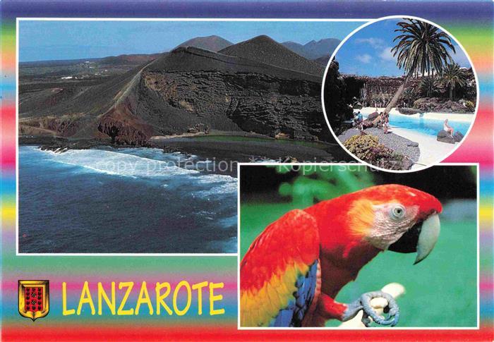Papagei Lanzarote Islas Canarias