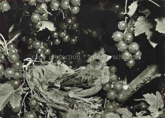 Voegel Birds Oiseaux Gruenling