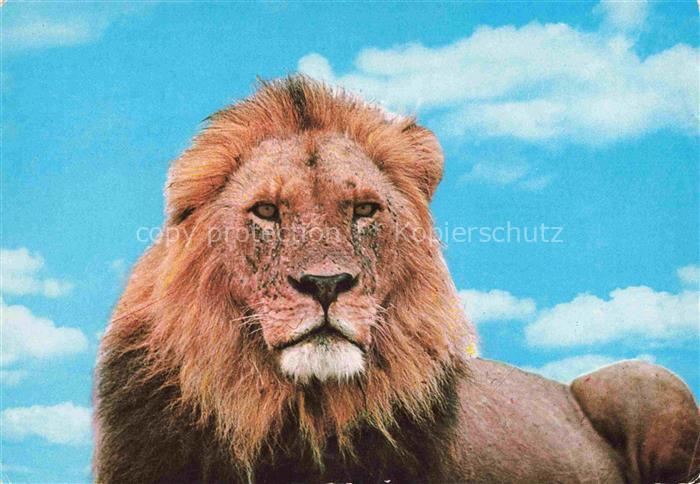 Loewe Lion-- East Africa Wildlife