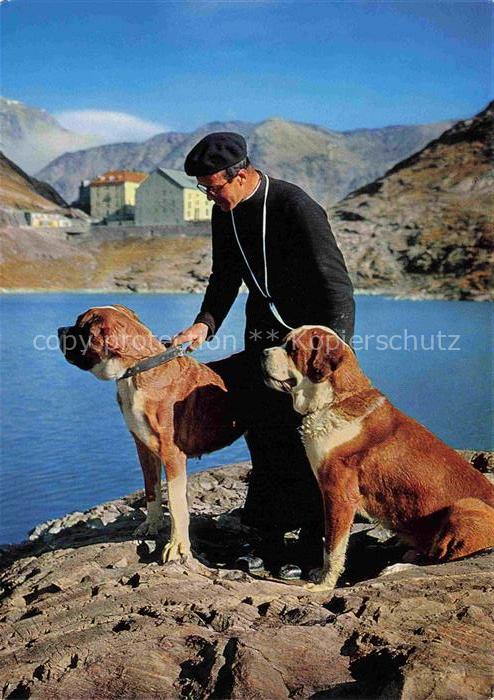 Bernhardiner Hund Dog Chien Hospice du Grand Saint Bernard