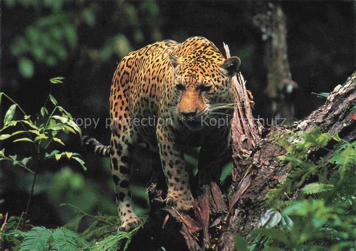 TIERE Animals Animaux Animales Animali-- Jaguar Panthera WWF Latein Amerika