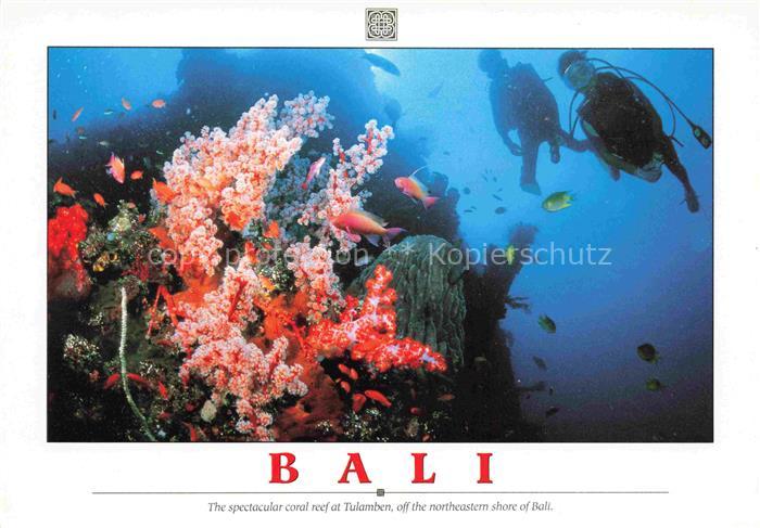 Bali  Indonesia The spectacular coral at Tualmben off the northeastern shore