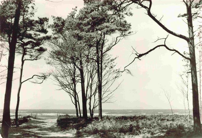 Born Darss Weststrand