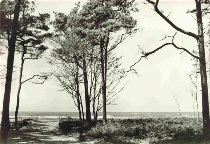 Born Darss Weststrand