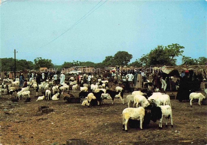 Conakry Konakry Guinea Marché aux moutons