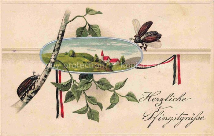 Maikaefer Cockchafer Hanneton-- Pfingsten Birke