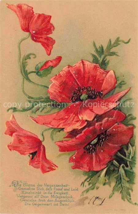 Mohnblumen Blumen Flowers Fleurs Blueme der Vergesenheit