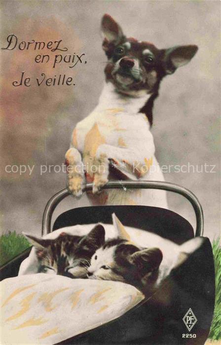 Foto PF Nr. 2250 Hund Katzen Dormez en paix Je veil
