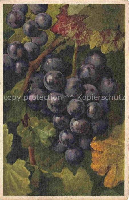 Wein Wine Vin Vino-- Weintraube Blau