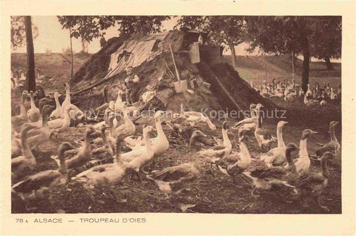Landwirtschaft Alsace Troupeau oies Gaense