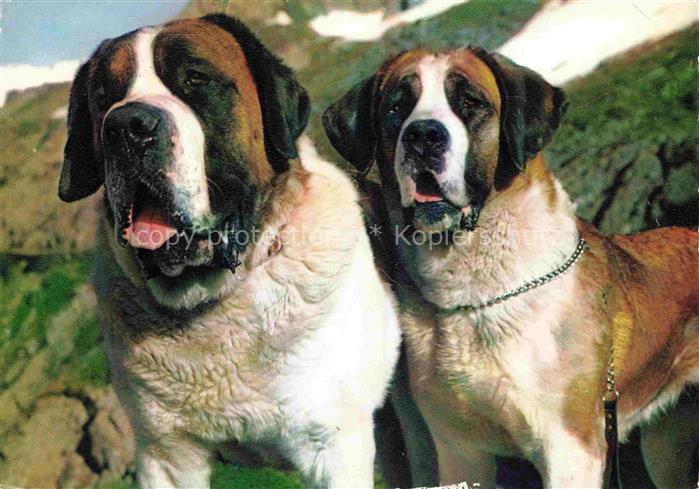 Hunde dogs chiens Suisse Chiens de Hospice Grand Saint Bernard