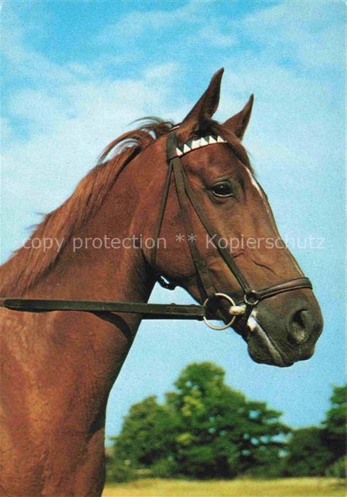 PFERDE Horses Cheval Braun Portraet