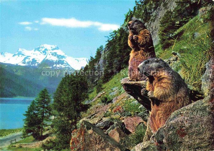 Murmeltier Oberengadin Piz La Margna