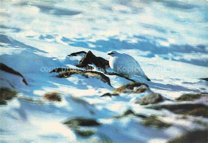 Vogel Strauss Ostrich Autruche Struzzo Avestruz-- Aostastal Weisser Rebhuhn