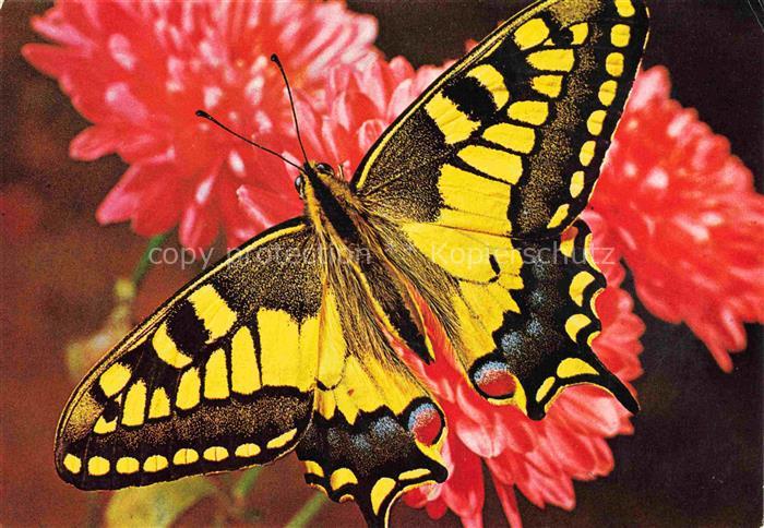 Schmetterlinge Schwarz Gelb Bluemen