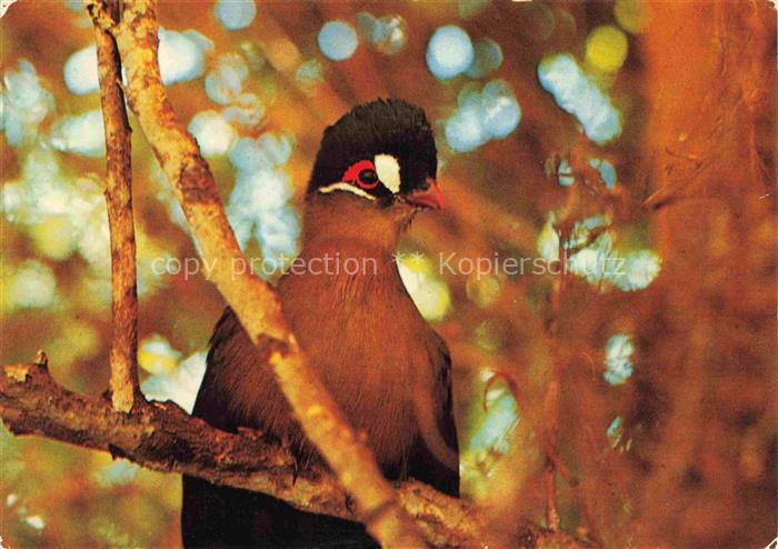 Voegel Birds Oiseaux Turako Helmvogel