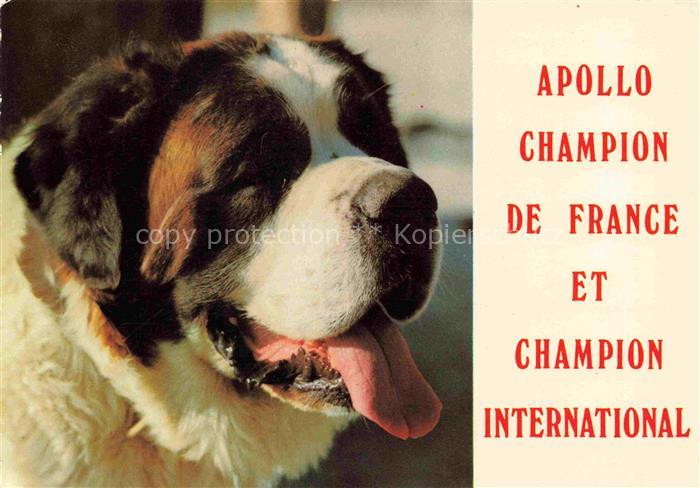 Hunde dogs chiens Apollo de elevage du Petit St. Bernard Champion France Interna