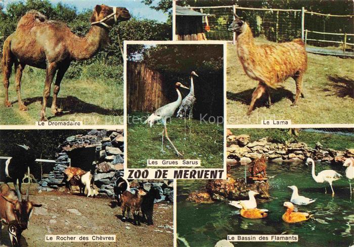 Zoo Gardin Zoologique-- De Mervent Lama Dromadaire Rocher Chevres Bassin Flamant