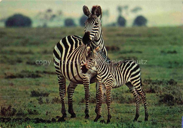 Zebras Zebre Cebra-- Faune Africaine