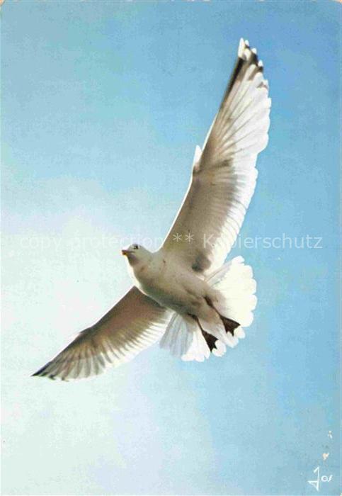 Tauben Pigeons Palomas-- Bretagne en Couleurs MX Nr. 1081