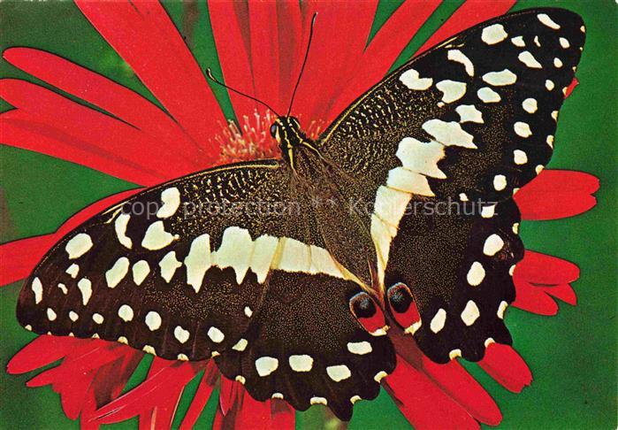 Schmetterlinge Schwarz Gelb Rot