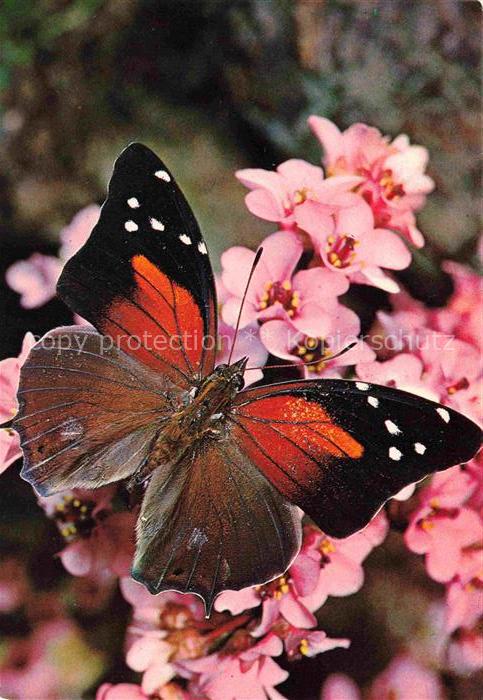 Schmetterlinge Schwarz Weiss Rot