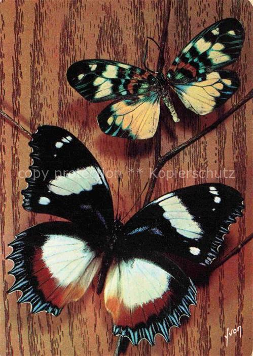 Schmetterlinge Papillons Exotiques Erasmia Pulchella