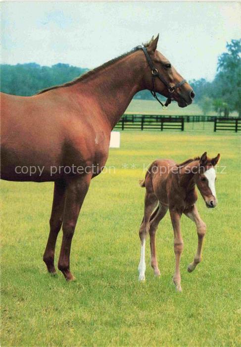 PFERDE Horses Cheval Braun Baby Mutter