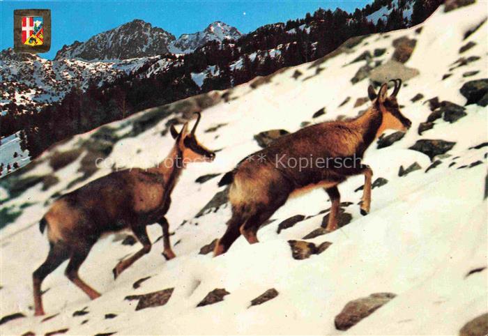 Gemsen Chamois Gamuza Camosicio-- Colours and Clearnes of the Alps