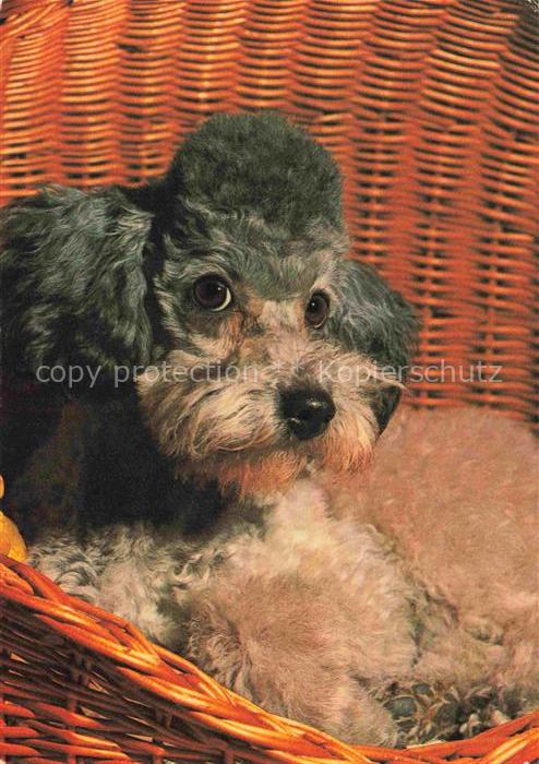 Pudel Poodle Caniche Hunde dogs chiens KorbGrau Weiss