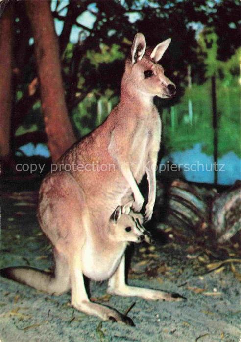 Kangaroo Kaenguru Kangourou Canguro-- Wittenheim