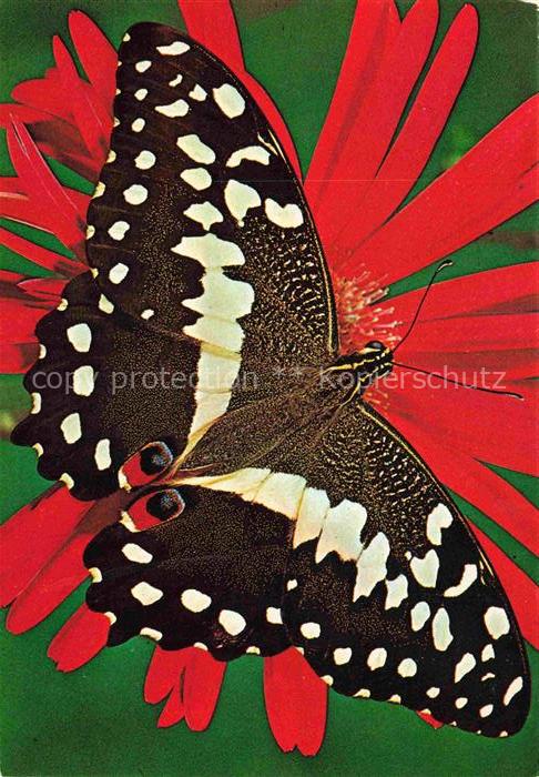 Schmetterlinge Schwarz Gelb Blueme