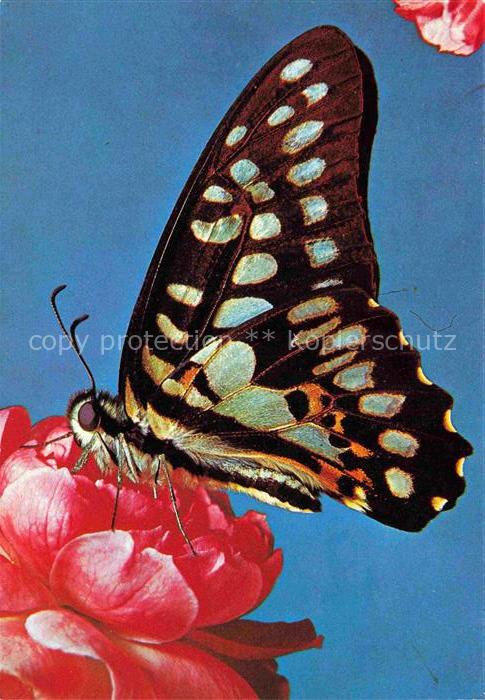 Schmetterlinge Schwarz Gelb