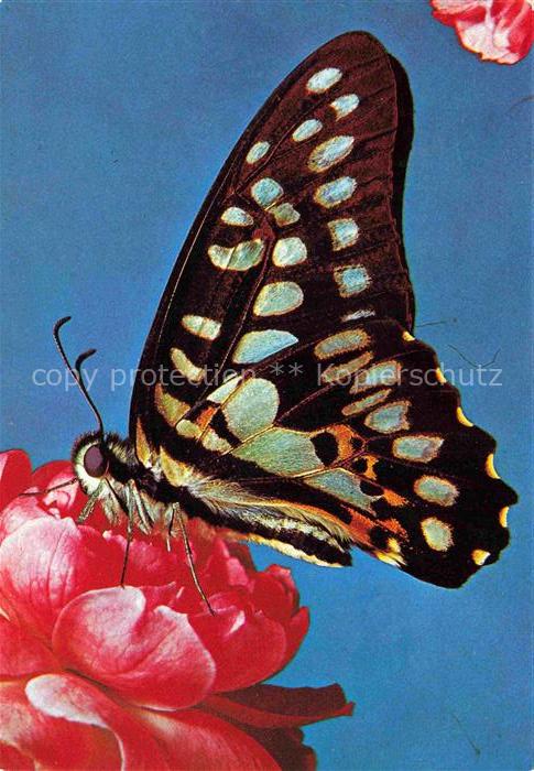 Schmetterlinge Schwarz Gelb