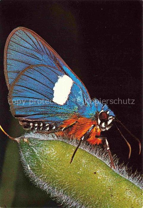 Schmetterlinge Blau Rot Weis